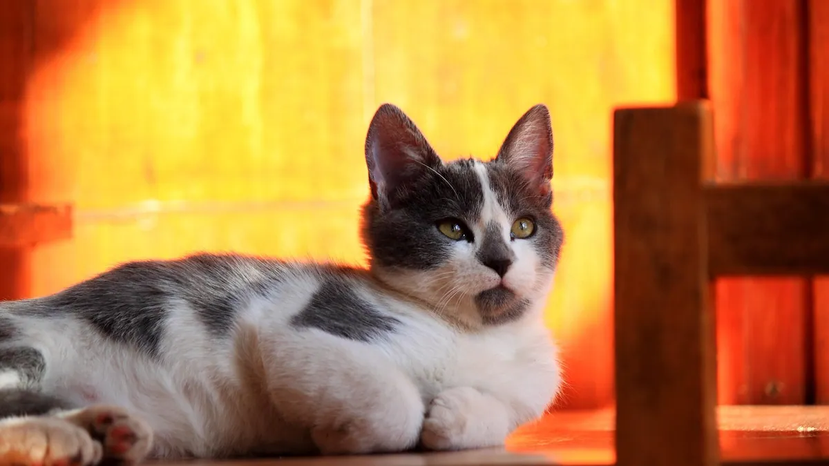 Is Catnip Essential Oil Toxic to Cats? Safety