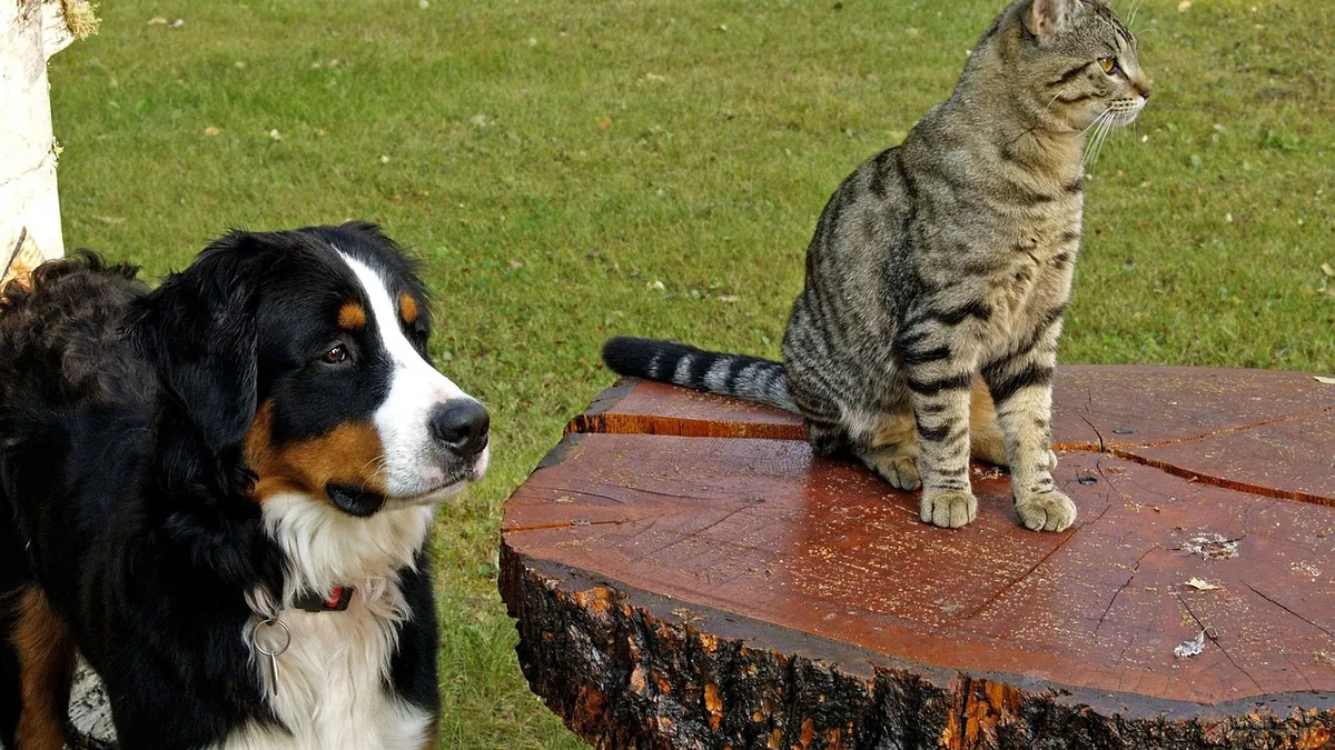 Is Catnip Harmful to Dogs? Safety, Effects, and What to Do