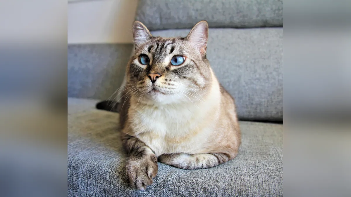 Is Catnip Poisonous to Cats? Myths and Facts
