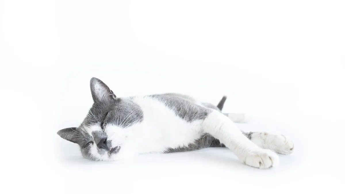 Is Catnip Harmful to Pregnant Cats? Vet Answer