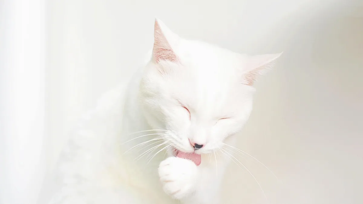Are Cats Allergic to Yeast? Brewer's Yeast and More