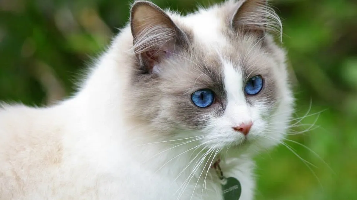 Can Cats Have Blue Eyes? Breeds, Genetics, and Blindness