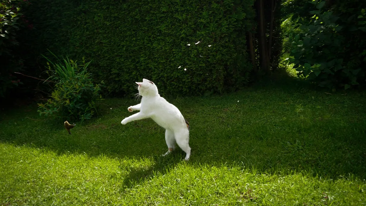 Why Do Cats Chase Their Tails? Normal or a Problem?