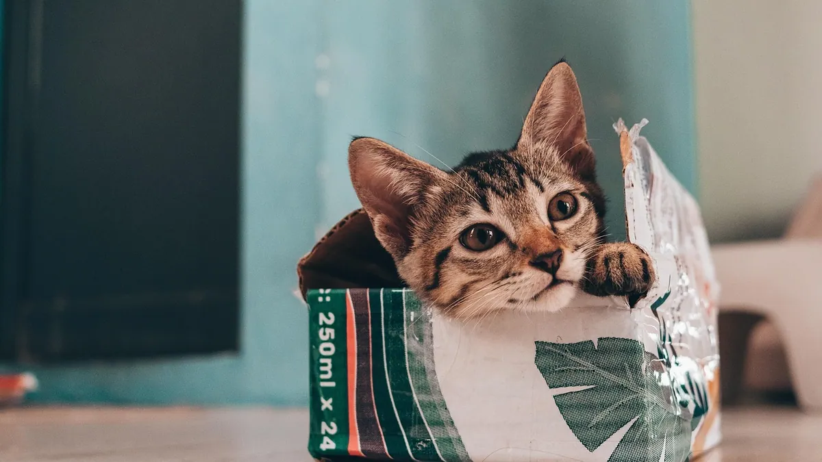 Is It Safe for Cats to Chew on Cardboard and Wood?