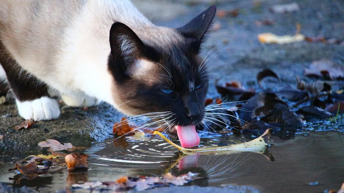 Can Cats Have Cranberry Juice for UTI?