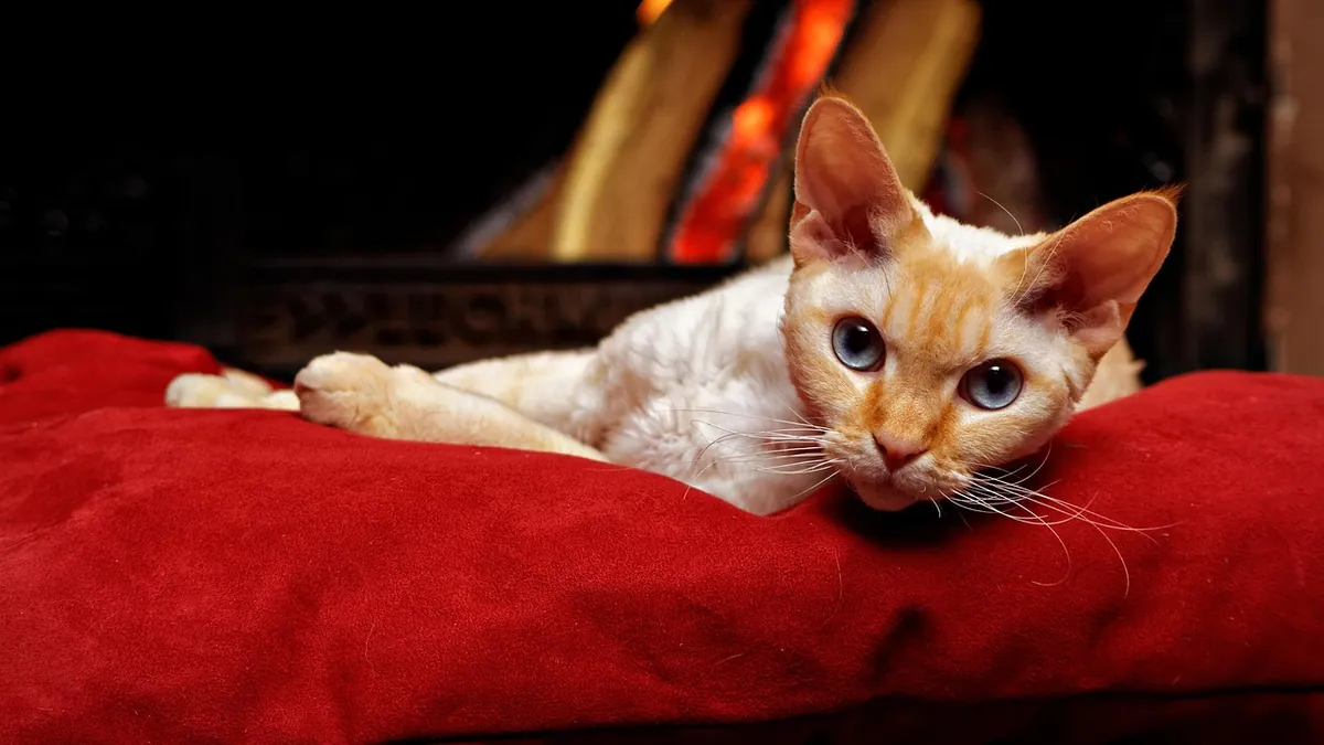 Can Cats Die From Smoke Inhalation? Signs and Care