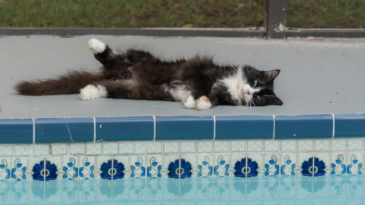 Can Cats Drown in Pools? Risks and Prevention