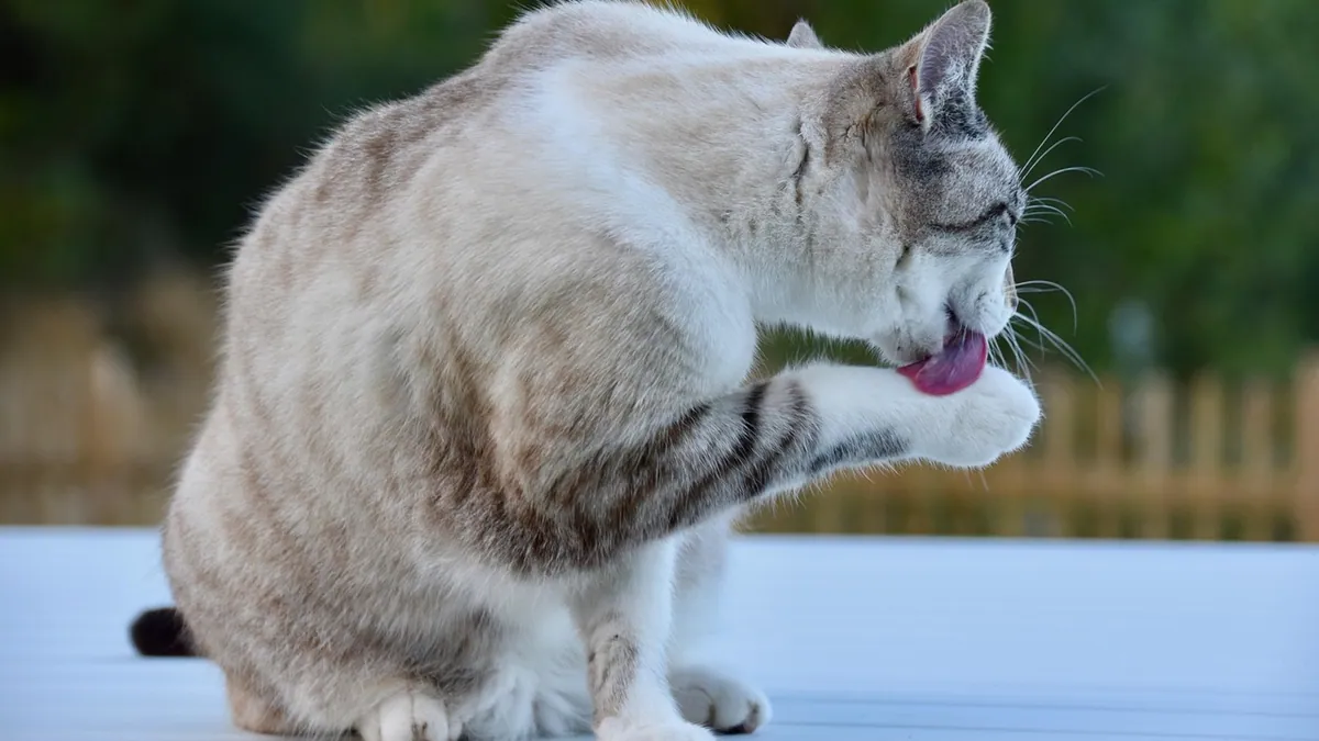 Can Cats Drown in Toilets? Real Risks for Owners