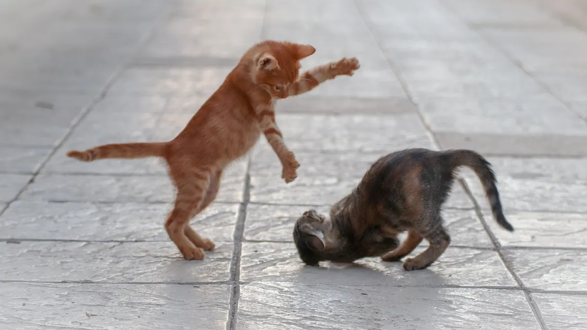 Is It Normal for Cats to Fight? Play vs Real Fights