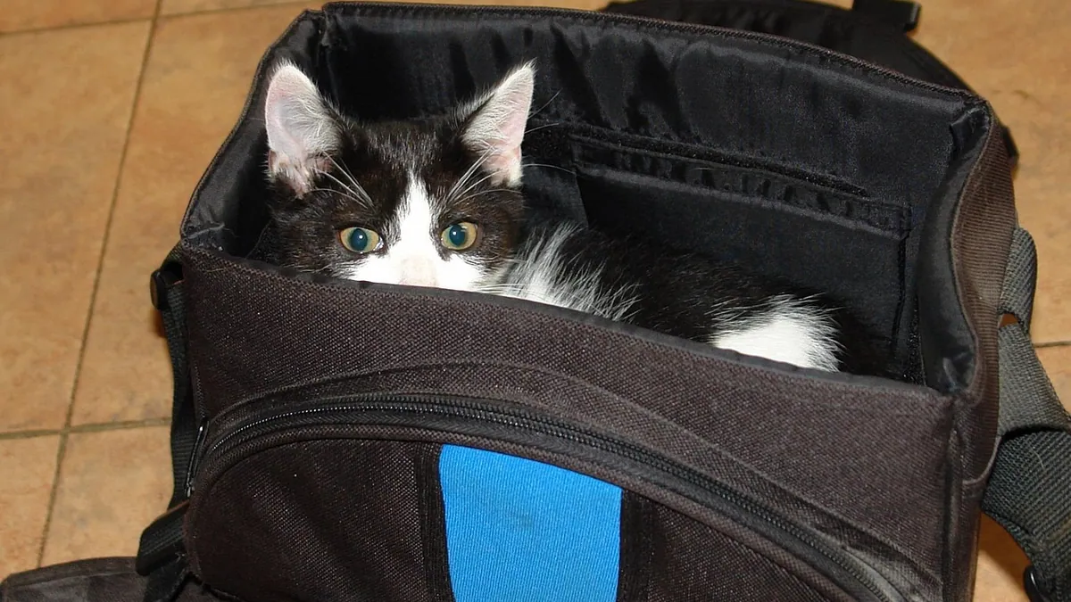 Is It Safe for Cats to Fly on Airplanes?