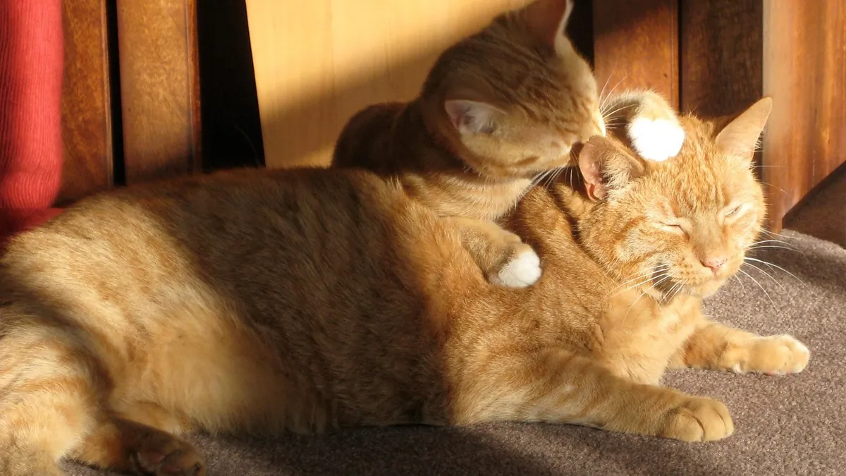Why Do Cats Groom Each Other? Allogrooming Explained