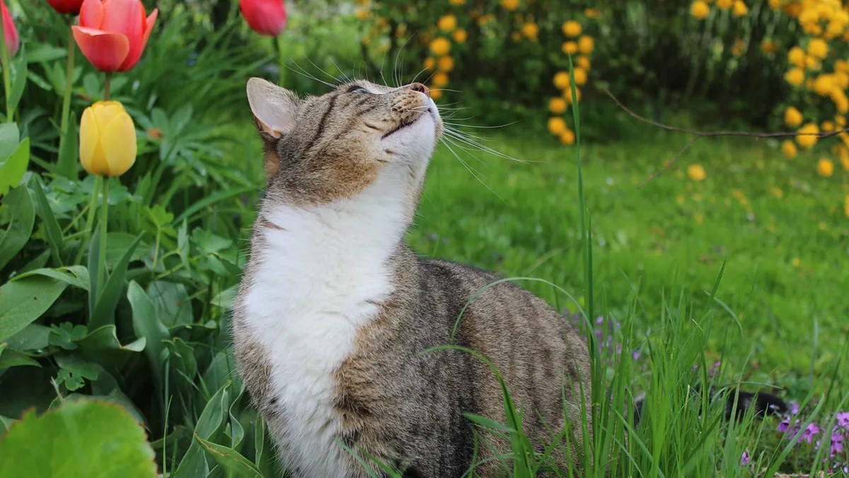 Can Cats Have Hayfever Tablets? Human Meds Danger