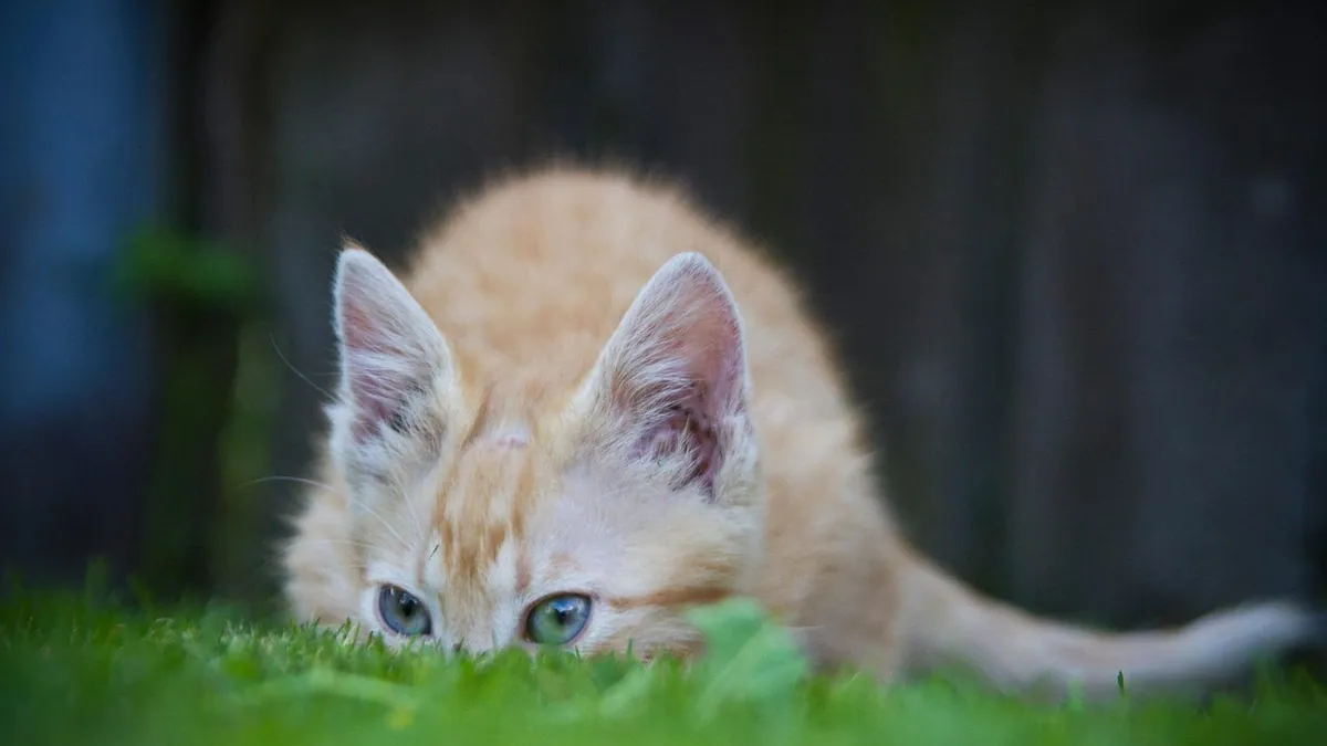 Can Cats Have Heart Attacks from Stress or Fear?