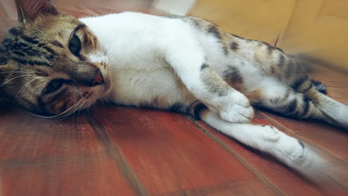 Can Cats Have Heart Problems or Heart Failure?