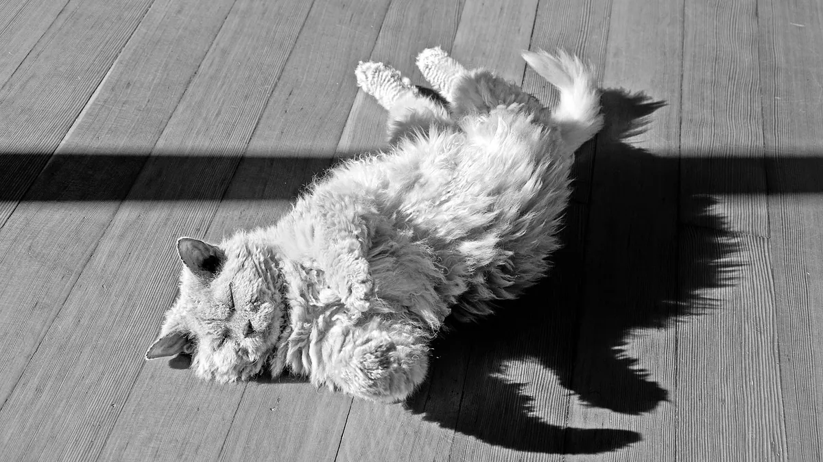 Are Cats in Pain When in Heat? Feline Estrus Explained
