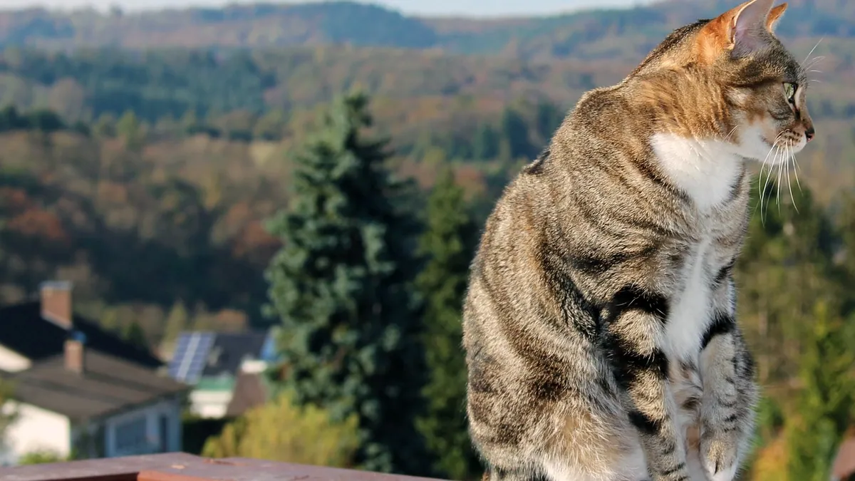 Is It Safe for Cats to Jump from High Places?