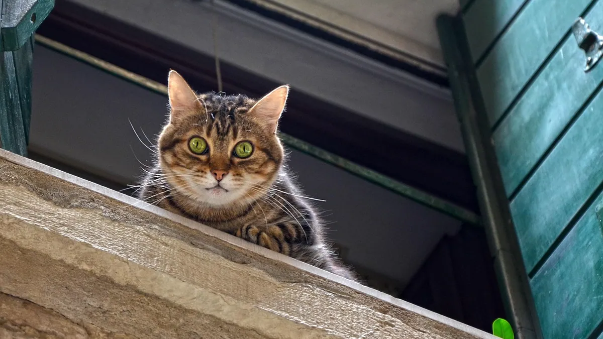 Why Cats Jump Off Balconies: High-Rise Syndrome Risks