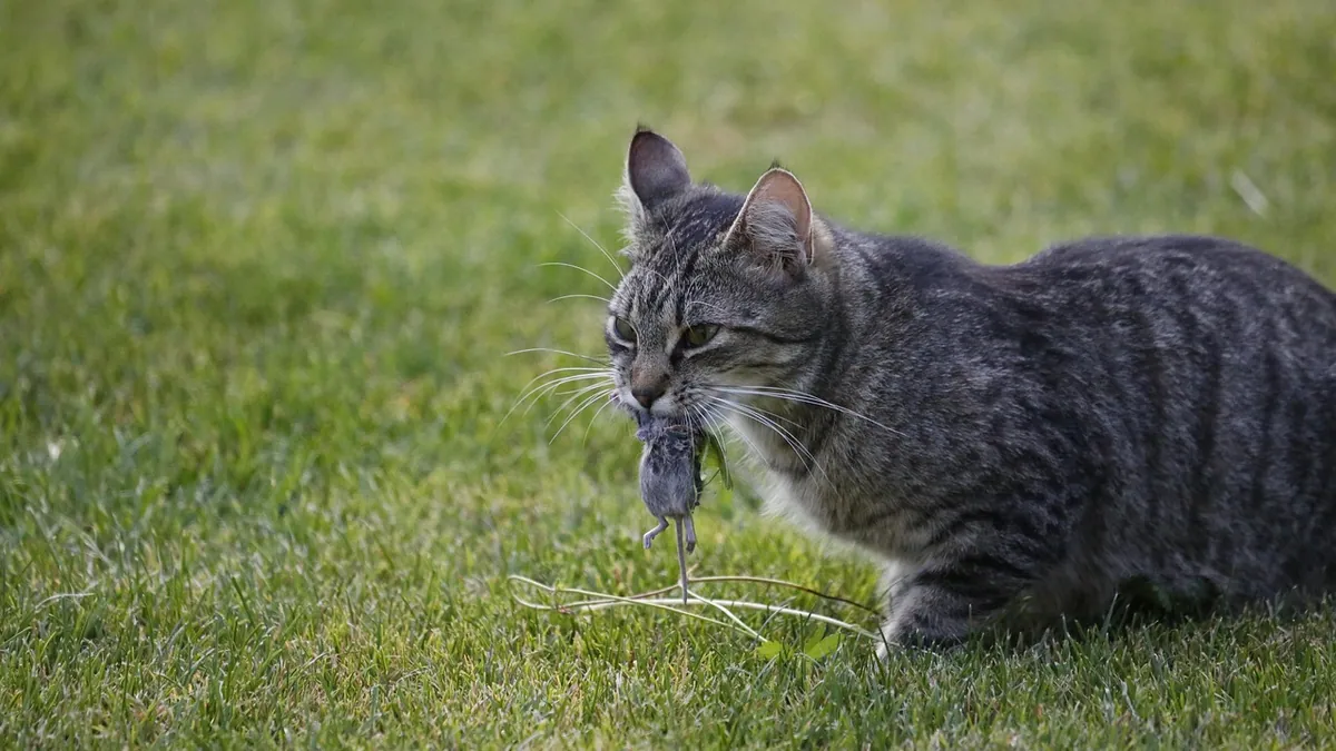 Is It Safe for Cats to Kill and Eat Mice?
