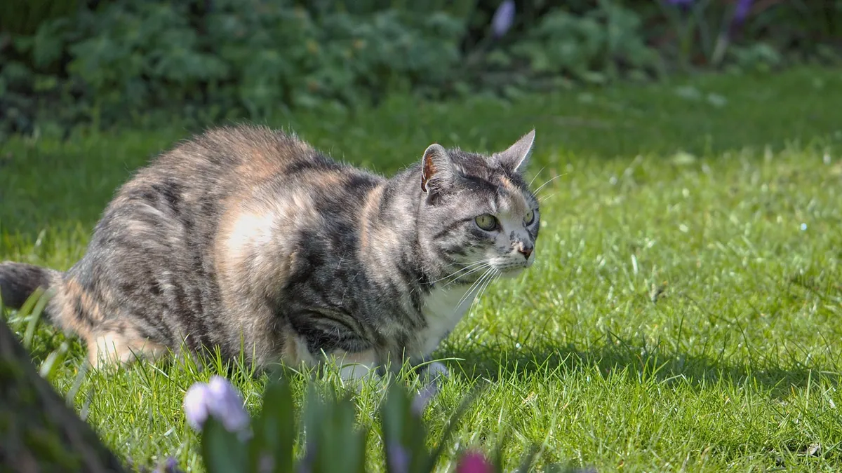 Why Do Cats Kill Birds? Instinct and Safety