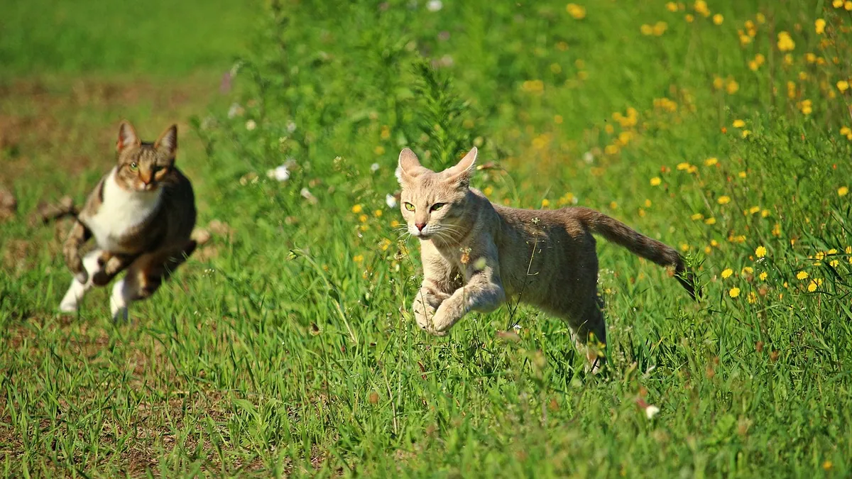 Do Cats Kill Rabbits? Predatory Behavior Explained