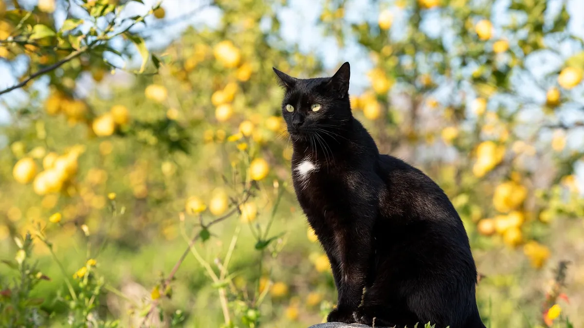 Can Cats Have Lemons and Limes? Citrus Toxicity