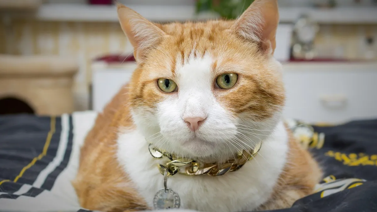 Is It Safe for Cats to Lick a Flea Collar?