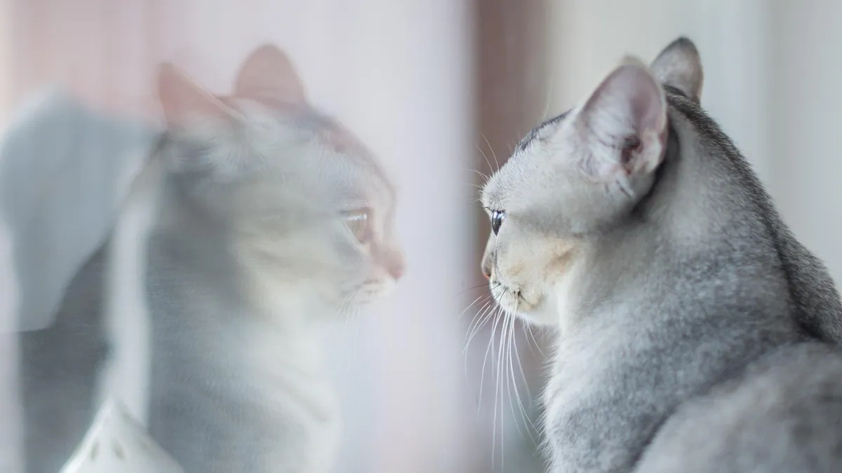 Do Cats Recognize Themselves in the Mirror?