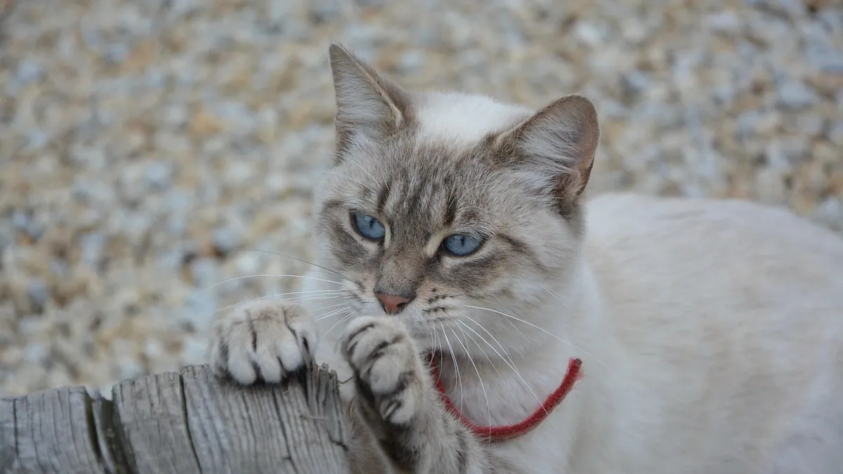 Do Cats Shed Their Claws? Normal vs Abnormal Loss