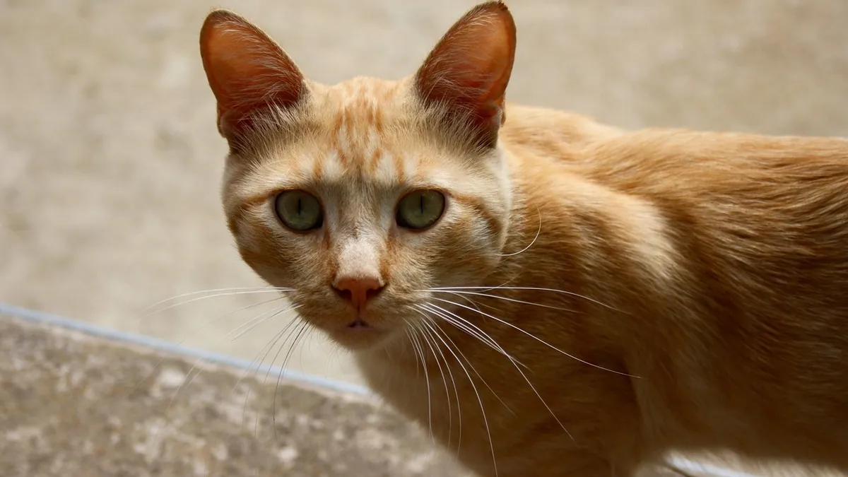 Can Cats Eat Yogurt With Honey? Safety and Risks