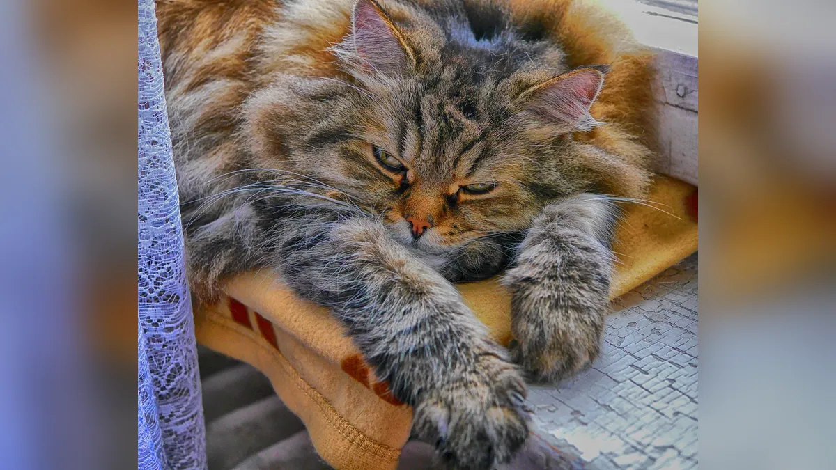 CBD Oil for Cats With Kidney Failure: Safety and Use