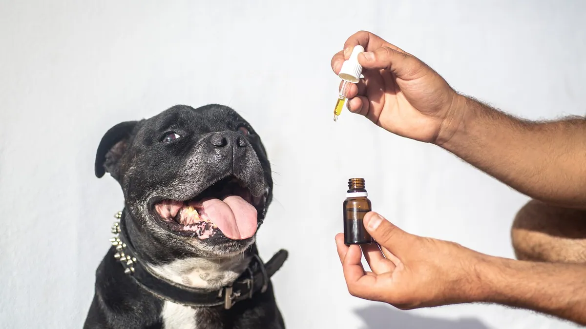 How Long Does CBD Oil Last for Dogs? Duration Explained