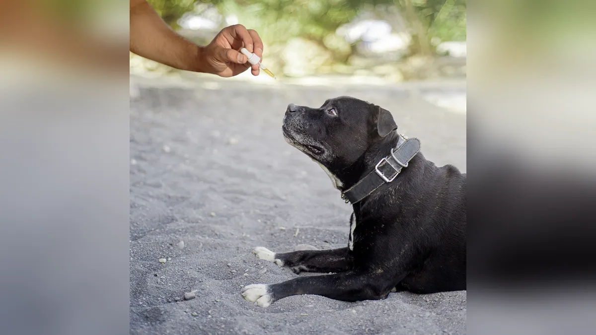 CBD Oil for Dogs With Seizures: Does It Really Help?