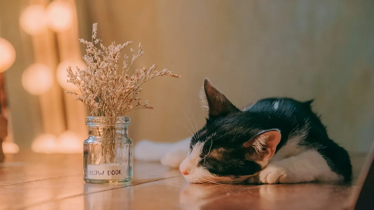 Cephalexin for Cats Without a Vet Prescription