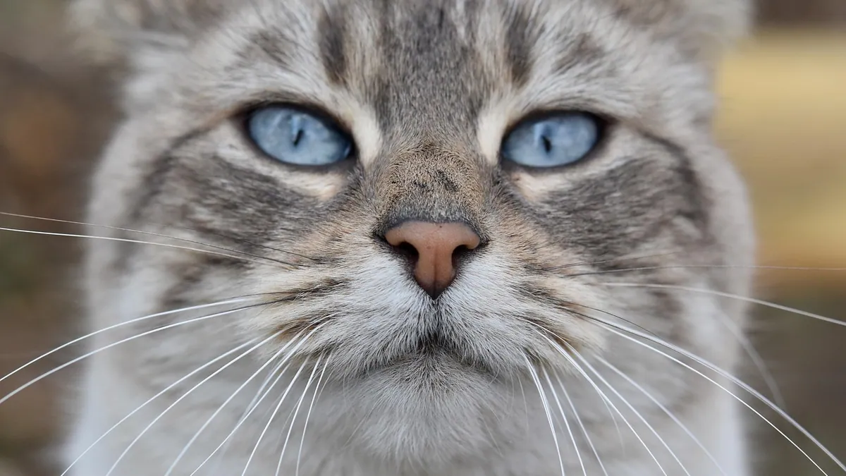 Cerenia Nasal Drops and Injections for Cats