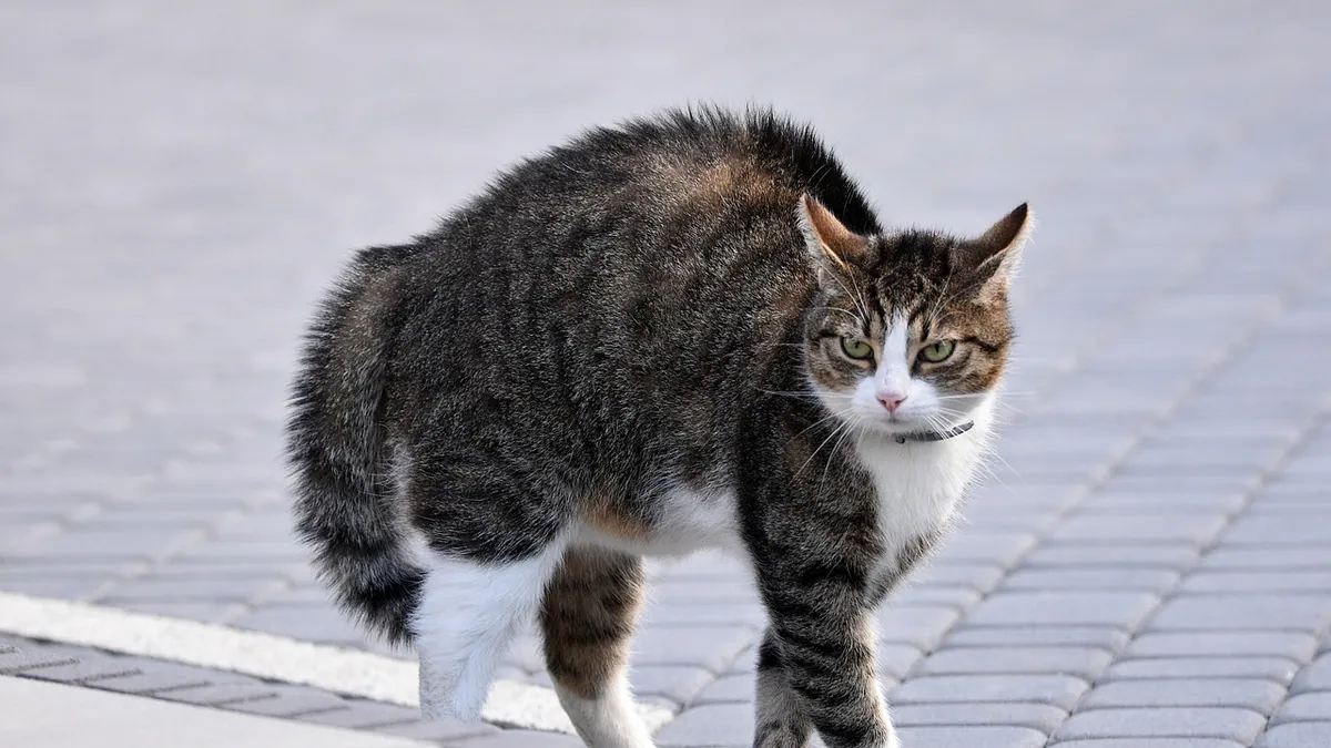 Cerenia and Restlessness in Cats: Side Effects