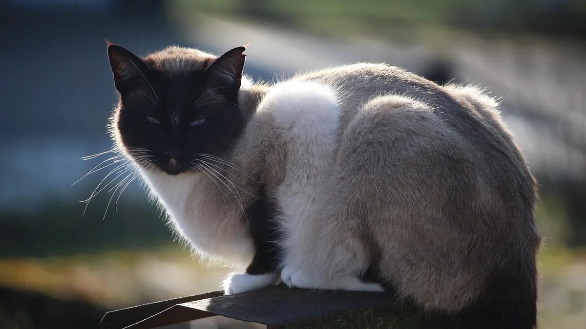 Cerenia Tablets for Cats: Forms, Doses, and Limits