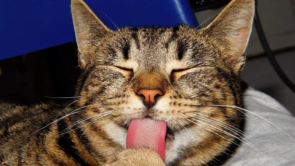 Is Cetearyl Alcohol Toxic to Cats? Ingredient Safety
