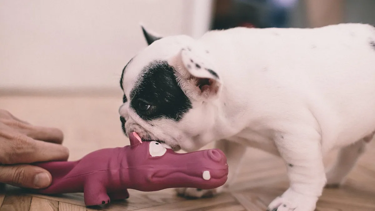 Are Cetearyl and Cetyl Alcohol Toxic to Dogs? What to Know