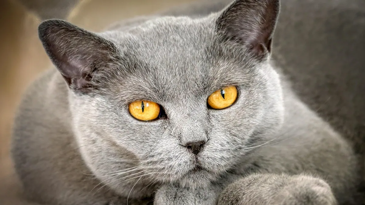 Is Cherry Eye in Cats Contagious? What to Know