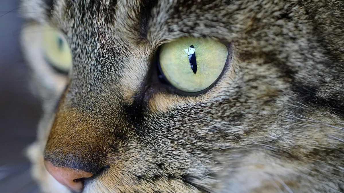 Cherry Eye in Cats: Causes, Symptoms, and Surgery Options
