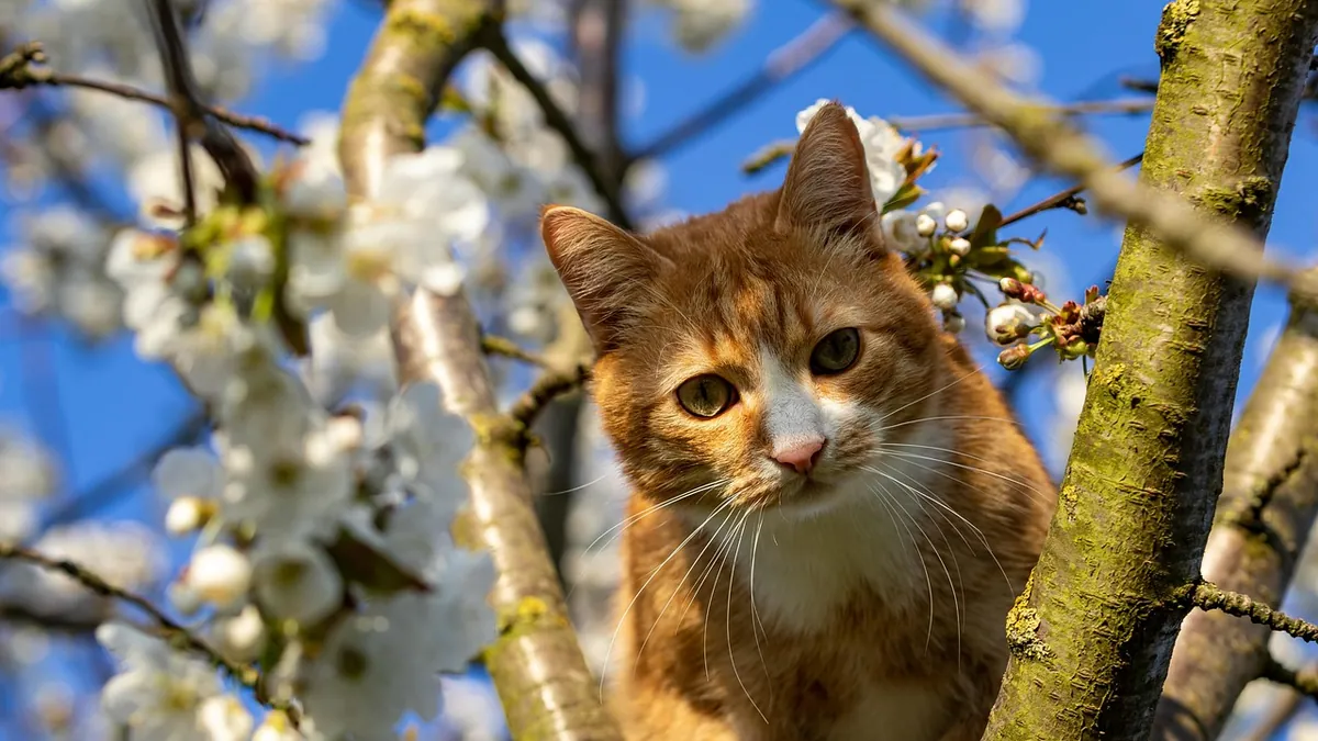 Are Cherry Pits Toxic to Cats?