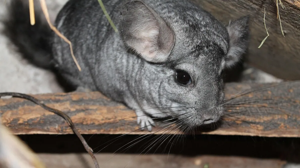 Why Is My Chinchilla Crying? Causes and When to Worry
