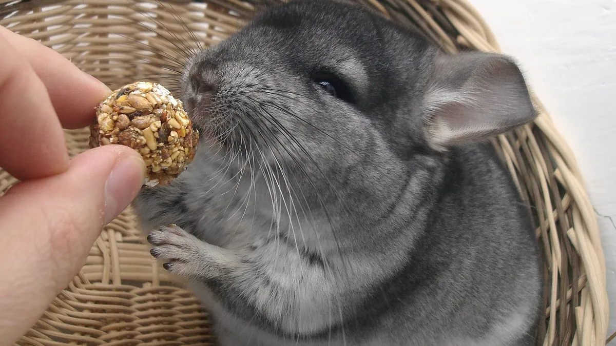 How to Tell If Your Chinchilla Is Male or Female