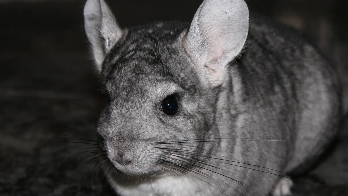 Chinchilla Peeing and Pooping a Lot: What's Normal?