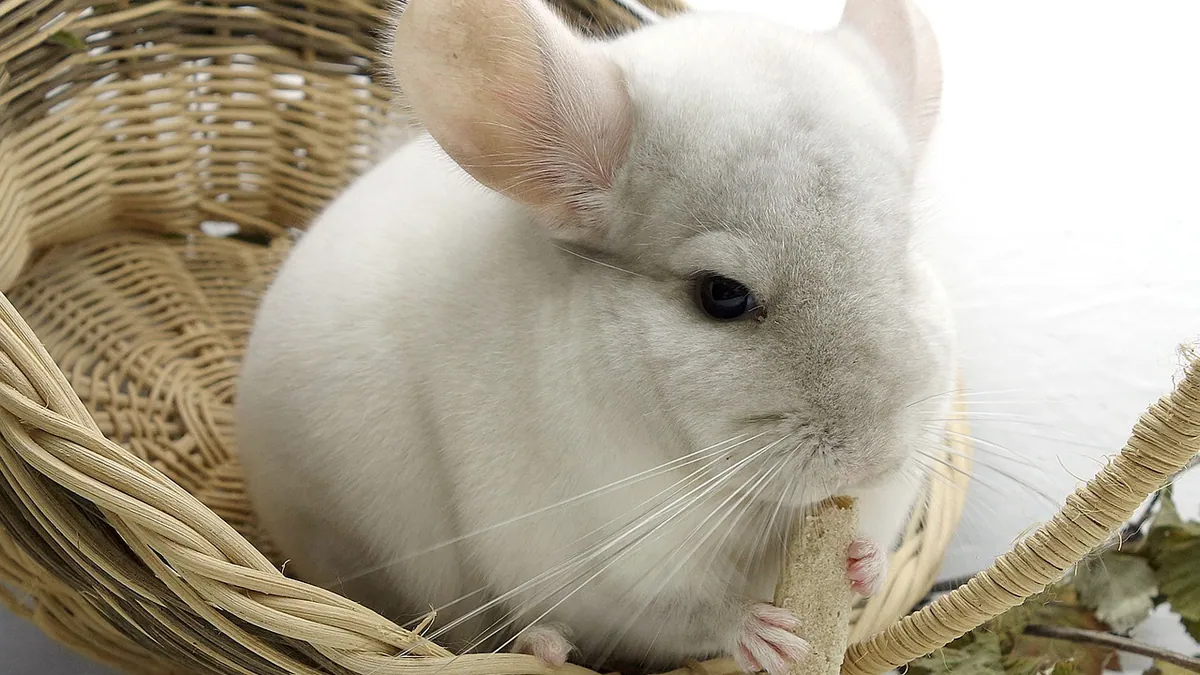 Why Is My Chinchilla Grinding Its Teeth? Bruxism Causes