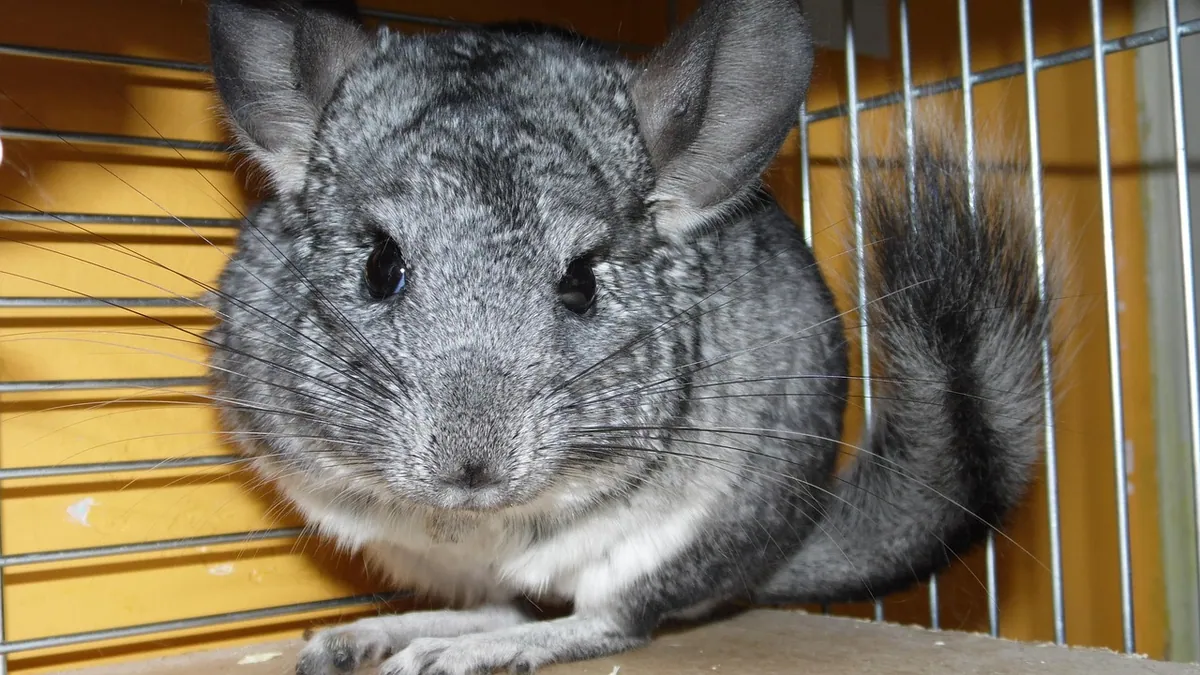 Chinchillas and Cats: Can They Live Together Safely?