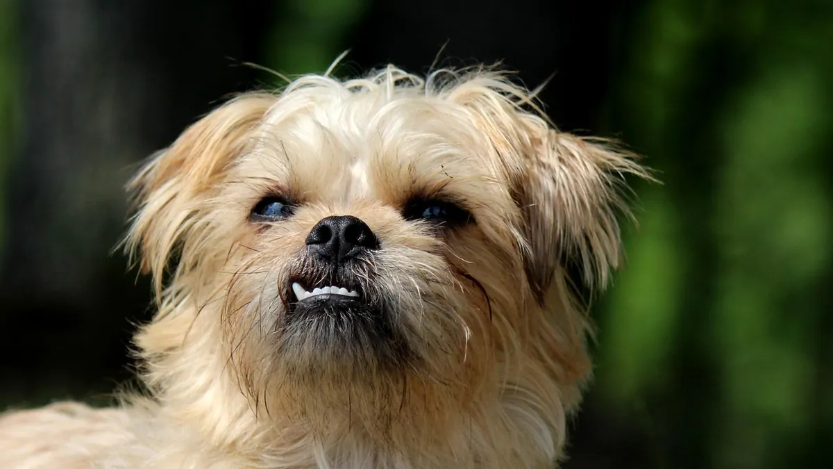 Chipped Tooth in Dogs: What to Do and When to Worry