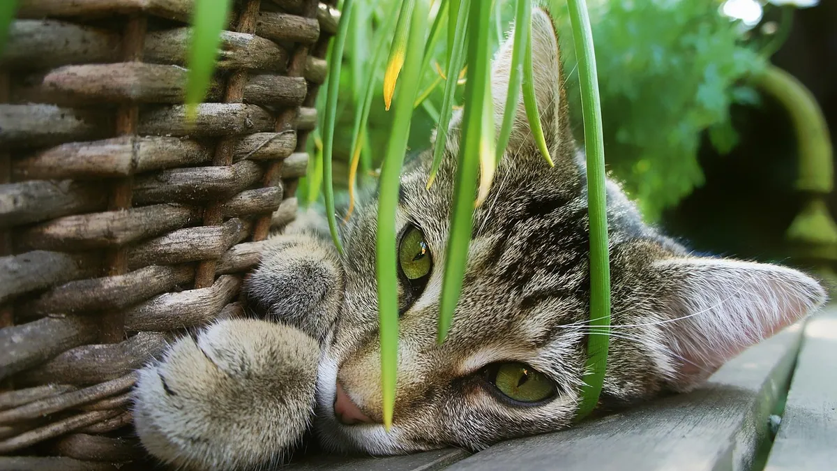 Are Chives Toxic to Cats? Allium Poisoning Risk