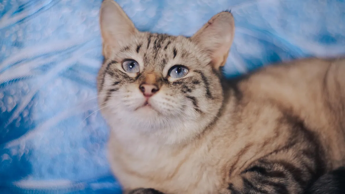 Chloramphenicol for Cats: Dosage, Duration, and Safety