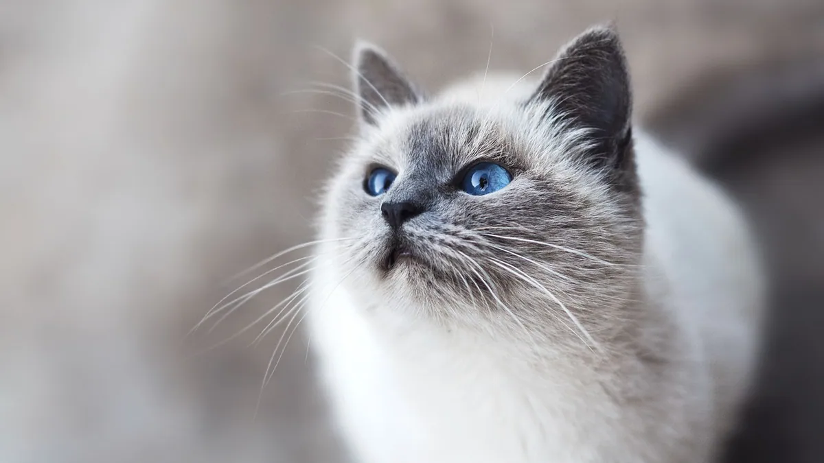 Chloramphenicol Eye Drops and Ointment for Cats